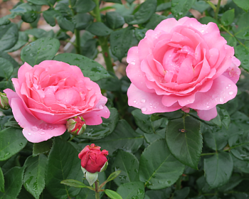 Роза Чайно-Гибридная «Дезире» 