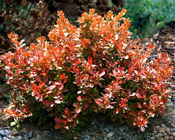 Барбарис Тунберга "Florence"