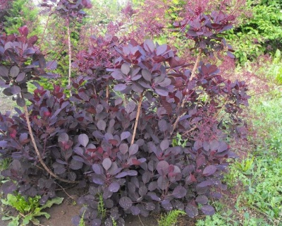 Скумпия "Лилла" (Lilla )