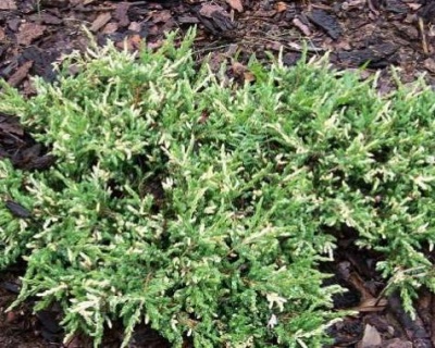 Можжевельник обыкновенный "Спотти Спредер"