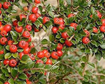 Кизильник Даммера "Эйхольц"