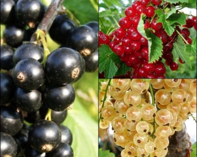 Комплект саженцев смородины