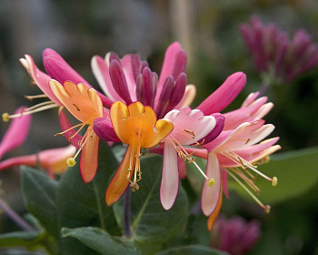 Жимолость " Хекротта Голдфлэйм" (P 9)