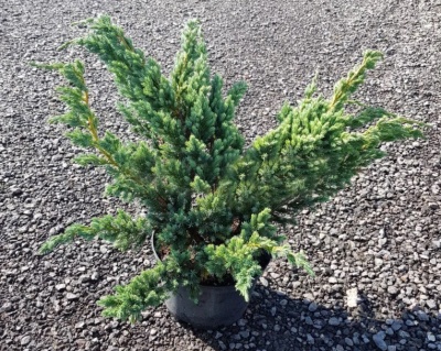 Можжевельник чешуйчатый "Мейери"