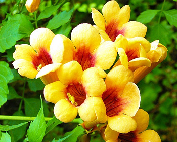 Кампсис Джуди (P-9)