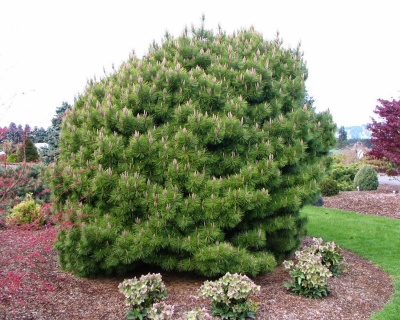 Сосна горная "Мугус"