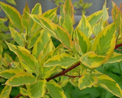 Дерен белый "Гухалти" (Гоучалти, Гохалти, Gouchaultii)