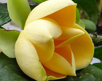 Магнолия "Хоней Тулип"