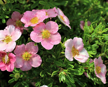 Лапчатка "Лавли Пинк" (Lovely Pink)