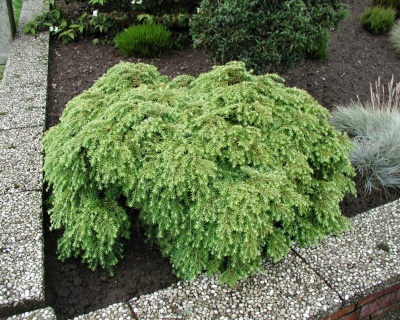 Тсуга канадская "Джедделох"