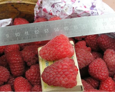 Малина "Мираж"