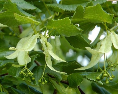 Липа крупнолистная