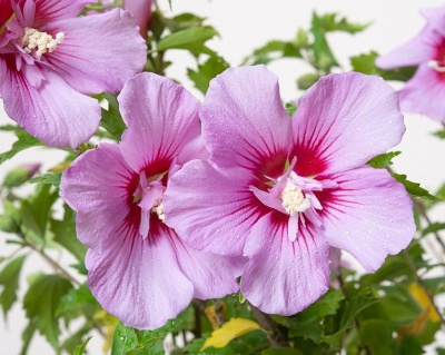 Гибискус «Майке»