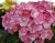 Гортензия крупнолистная "Мисс Саори" (Miss Saori)