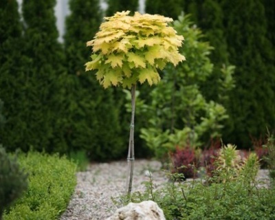 Клен остролистный "Голден Глоб" (штамбовая форма)
