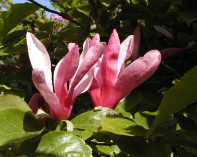 Магнолия "Рикки"