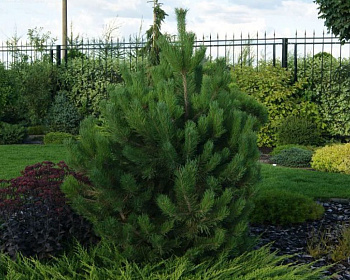 Сосна горная "Гном"