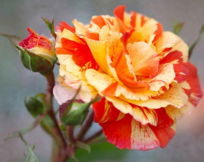 Роза Флорибунда «Оранджес энд Лемонс» 