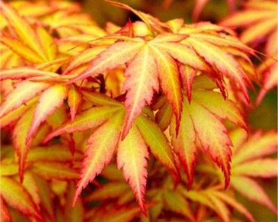 Клен пальмолистный "Оранж Дрим"