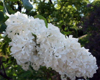 Сирень "Флора"