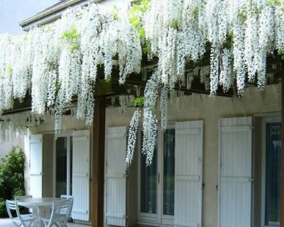Глициния обильноцветущая "Широ-нода"