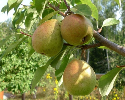 Груша "Северянка"
