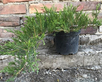 Можжевельник казацкий "Рокери Джем"