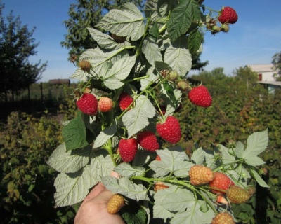 Малина "Брусвяна"