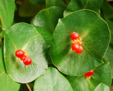 Жимолость "Тельмана"(P-9)