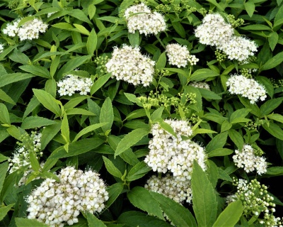 Спирея японская "Альбифлора"