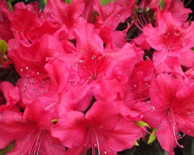 Азалия японская "Георг Арендс"