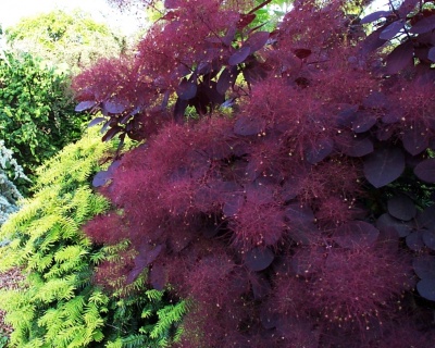 Скумпия "Роял Пурпл" (Royal Purple)