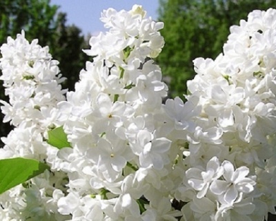 Сирень "Мисс Элен Вилмот"