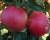 Яблоня "Айдаред"