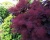 Скумпия "Роял Пурпл" (Royal Purple)
