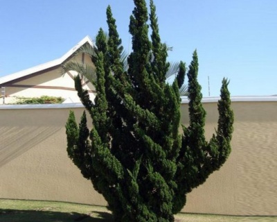 Можжевельник Китайский "Кайзука"