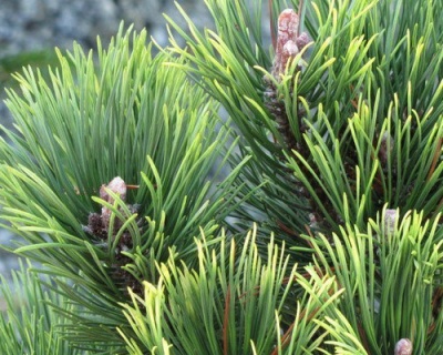 Сосна горная "Пол Малетер"