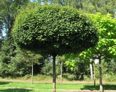 Клен полевой "Нанум" (штамбовая форма)