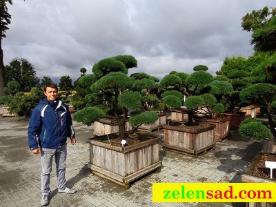 Бонсай из горной сосны "Гном"