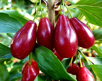 Кизил "Николка"