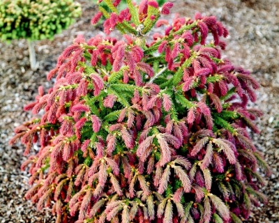 Ель обыкновенная "Рыдал"