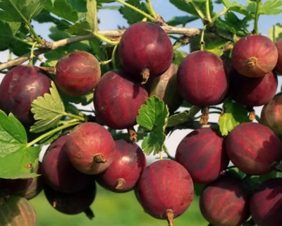 Крыжовник "Олави"