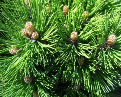 Сосна Гельдрейха "Малинки"