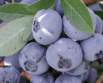 Голубика "Нельсон (Nelson)"