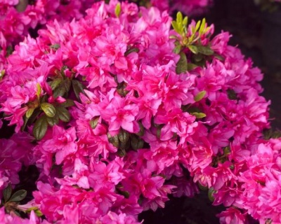 Азалия японская "Мелина"