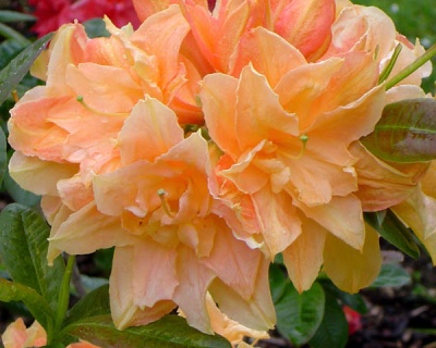 Азалия крупноцветковая "Чардаш"