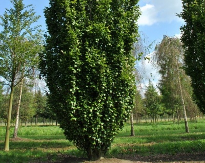 Бук лесной "Дэвик"