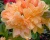 Азалия крупноцветковая "Чардаш"