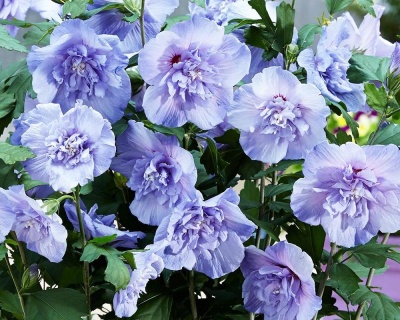 Гибискус «Блю Шифон»