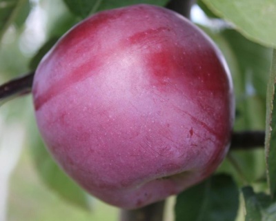 Яблоня "Спартан"